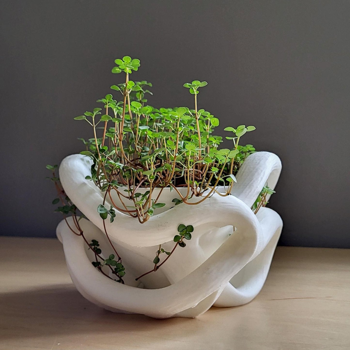 Helix Planter — Sculptural 8″ Planter with Hidden Water Catch