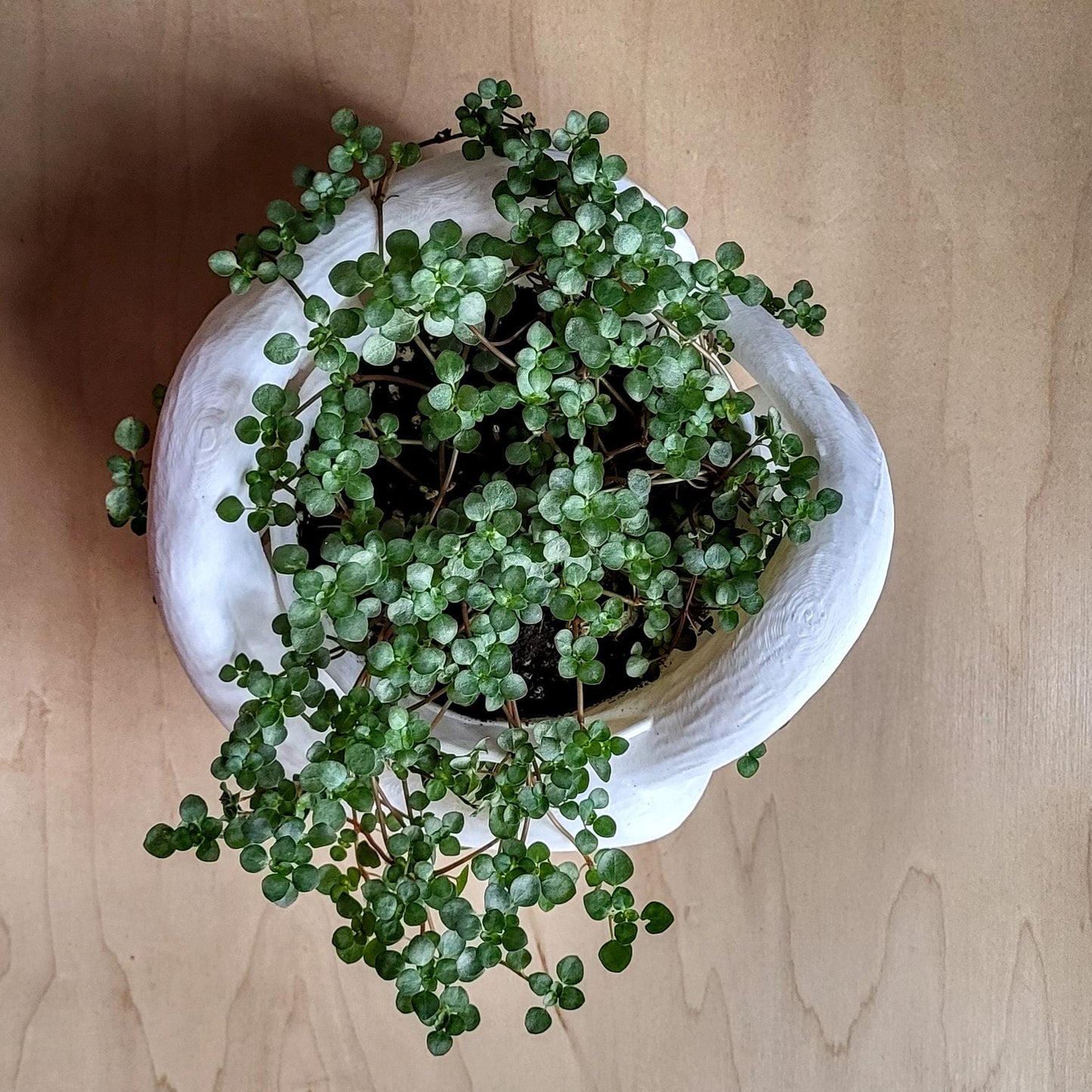 Helix Planter — Sculptural 8″ Planter with Hidden Water Catch