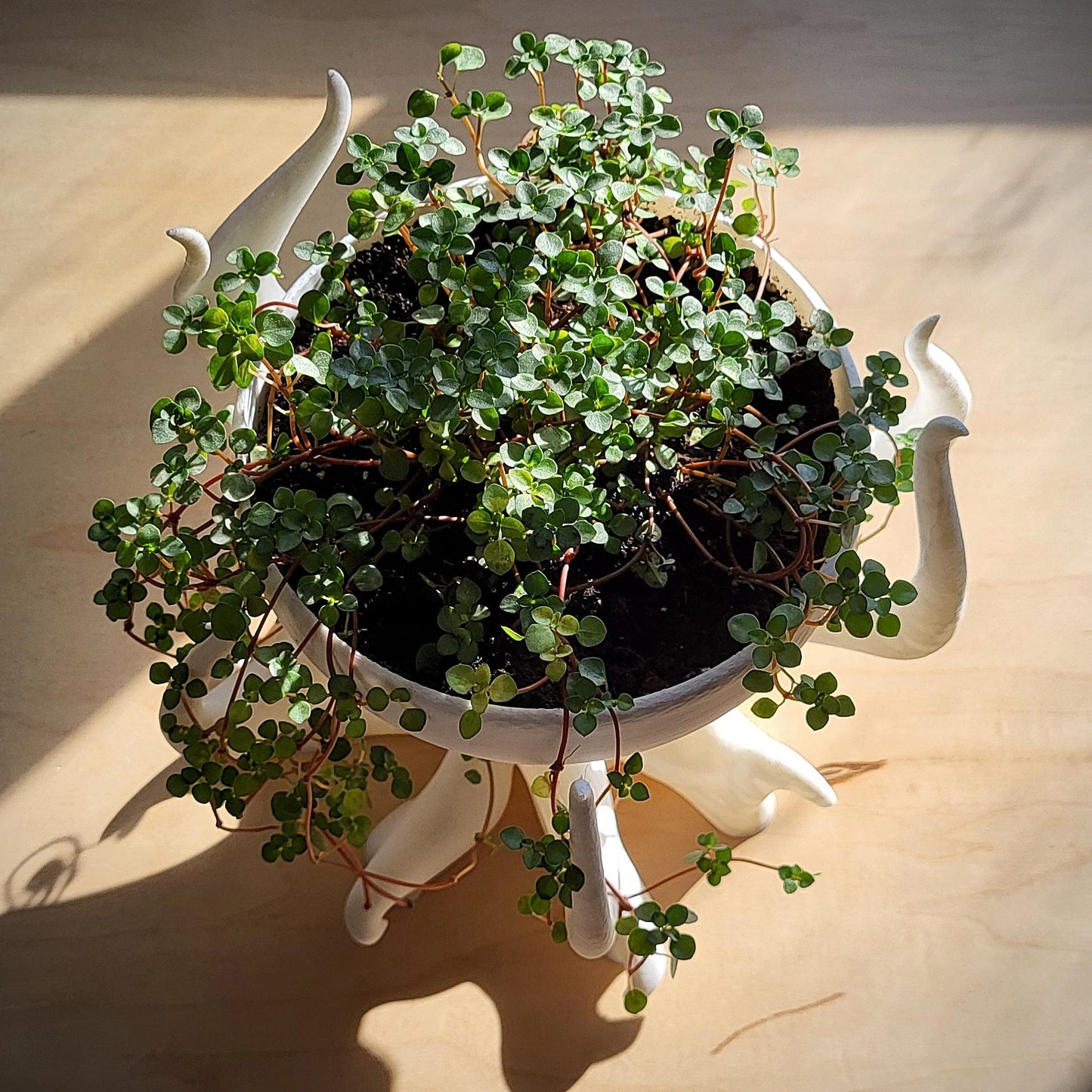 Seraphella Planter — Sculptural 8″ Planter with Integrated Water Catch
