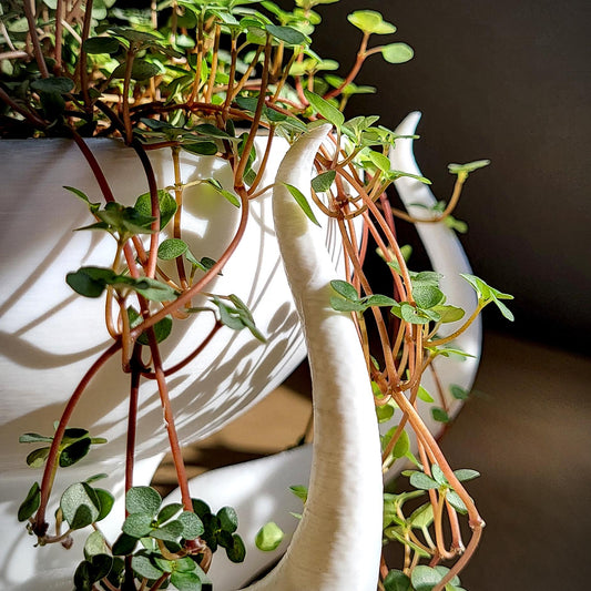 Seraphella Planter — Sculptural 8″ Planter with Integrated Water Catch