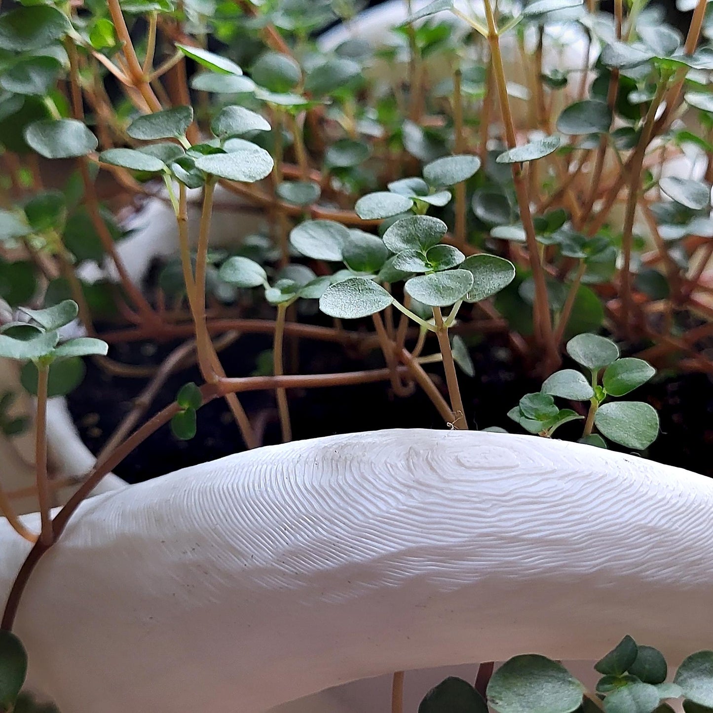 Helix Planter — Sculptural 8″ Planter with Hidden Water Catch