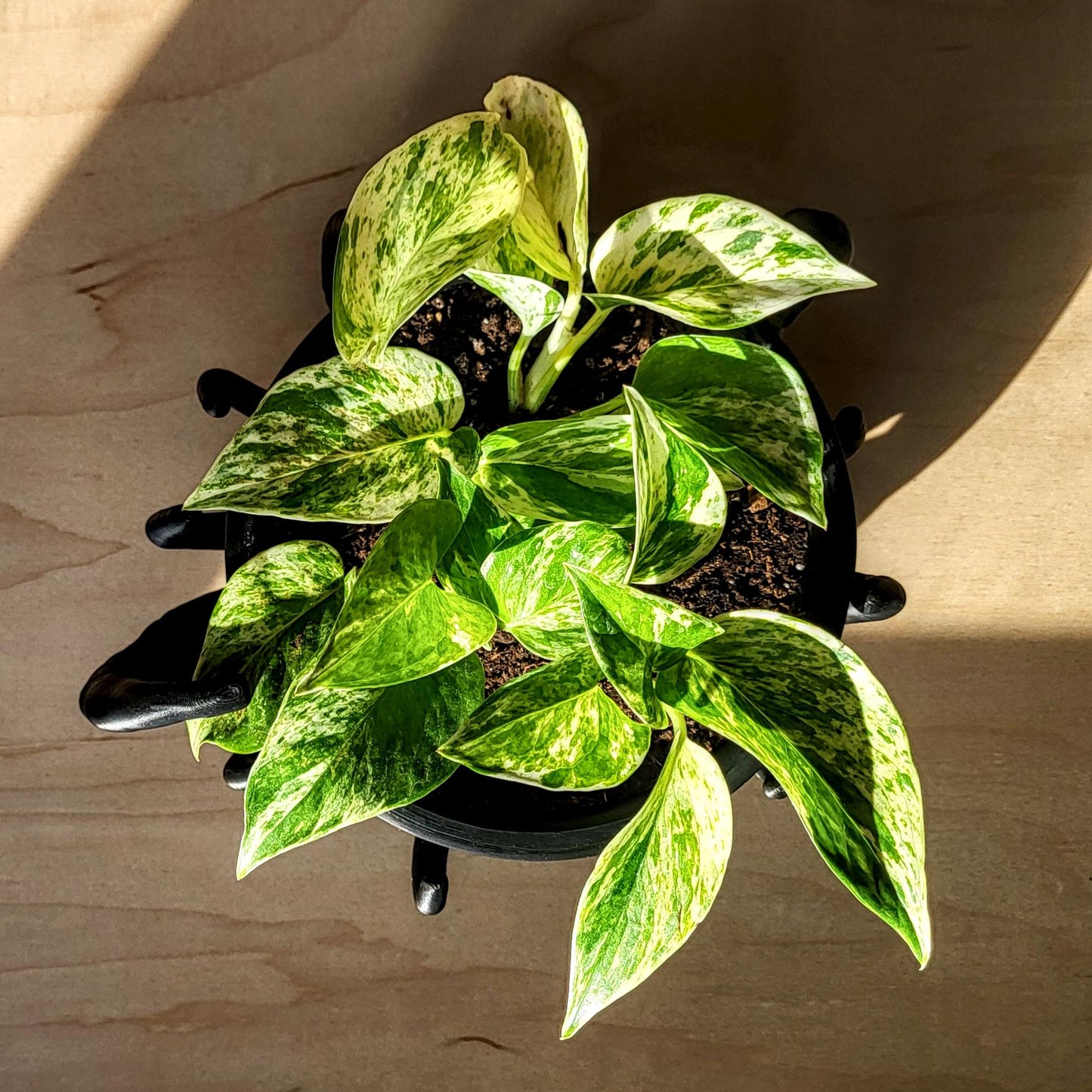 Noctaura Planter — Sculptural 9″ Planter