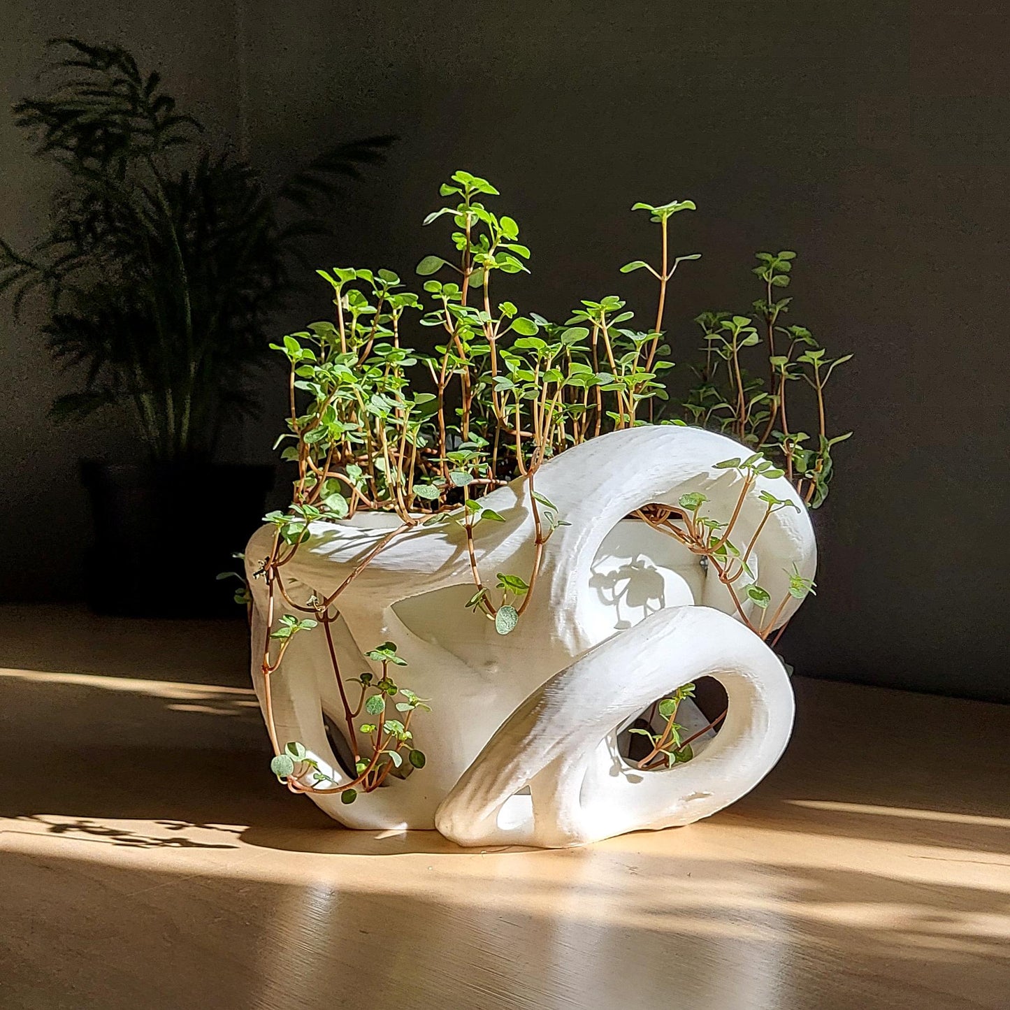 Helix Planter — Sculptural 8″ Planter with Hidden Water Catch